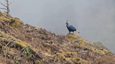 Lophophorus| Himalayan Monal |
