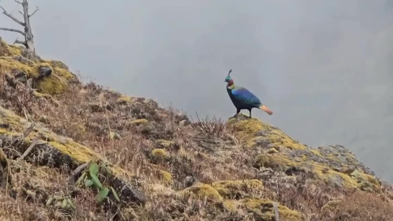 Lophophorus| Himalayan Monal |