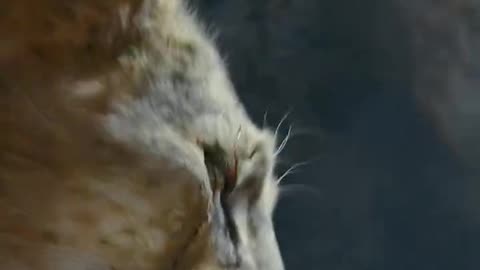 Mufasa 😍❤️ (Part - 80)....#reels #viralreels #reel #mufasa #animation #lastest #romantic #viralreel