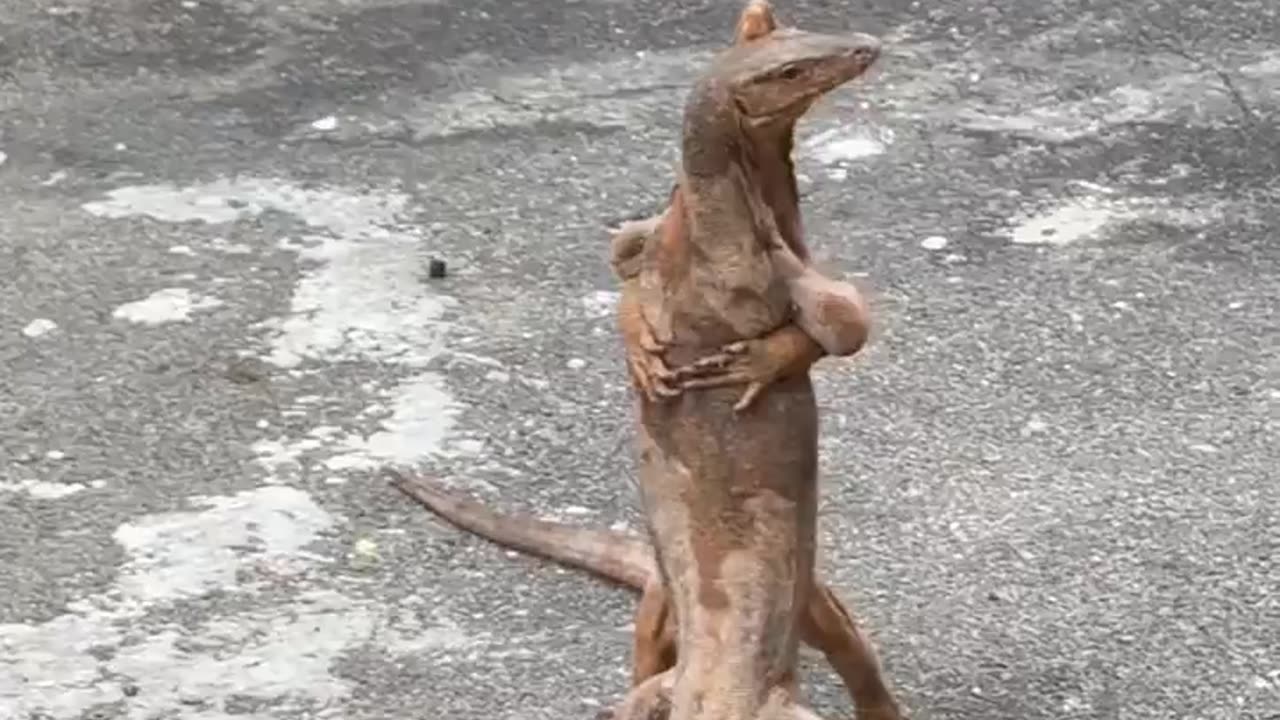 In case you haven't seen cuddled four-legged snakes water giant lizard.. 🦎😅