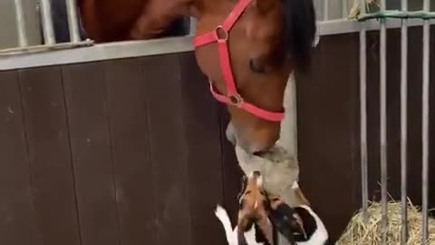 😂🐶🐴 Unexpected Besties: Dog vs Horse Edition | FunFM