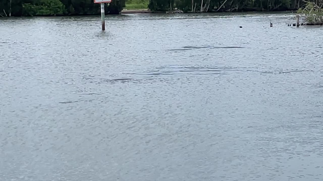 Just Manatees #manatee #titusville