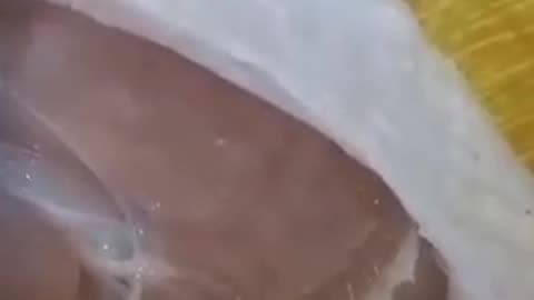 Covid mRNA Injected Chicken (2022)