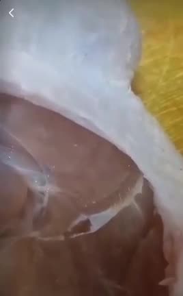 Covid mRNA Injected Chicken (2022)