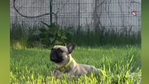 Laugh Out Loud With The Funniest Animal Videos - Cat & Dog Moments That Will Make You Smile