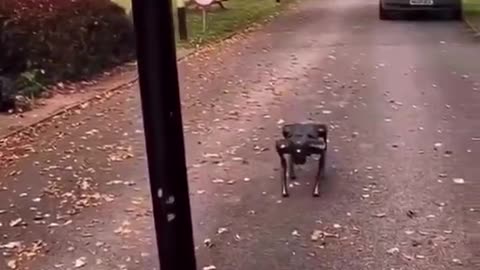 Robot dog patrolling migrant hotel