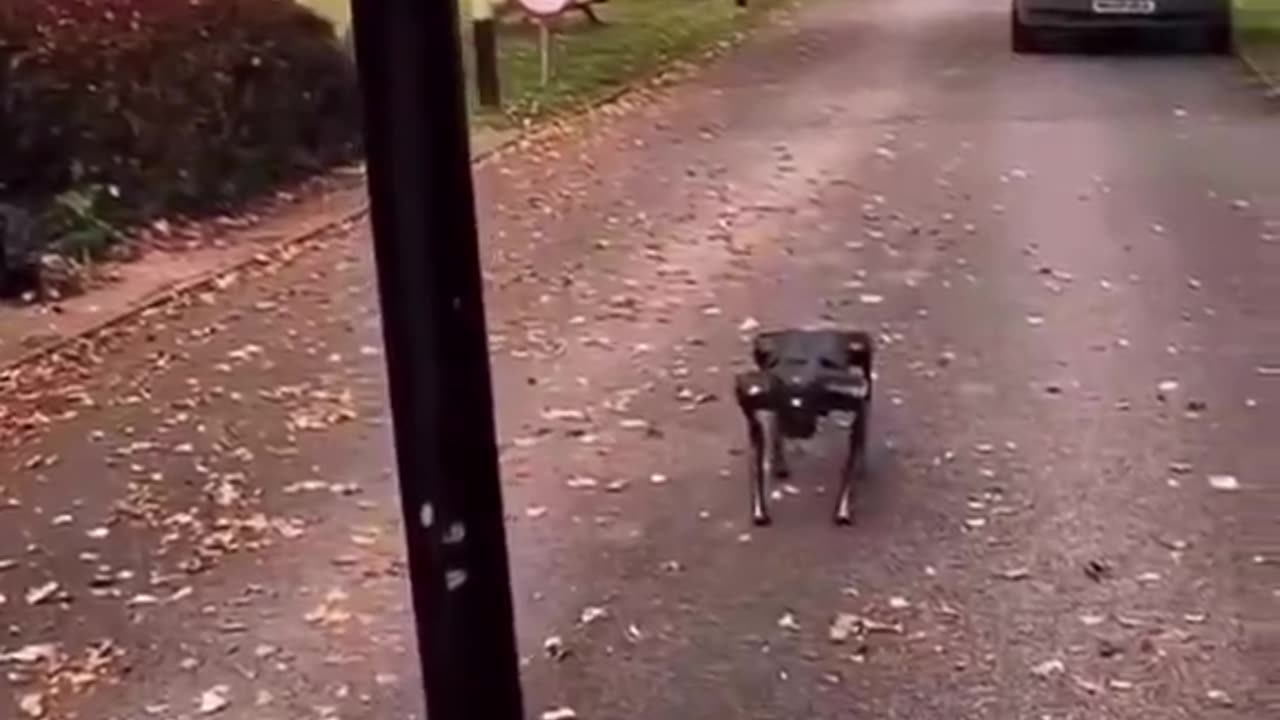 Robot dog patrolling migrant hotel