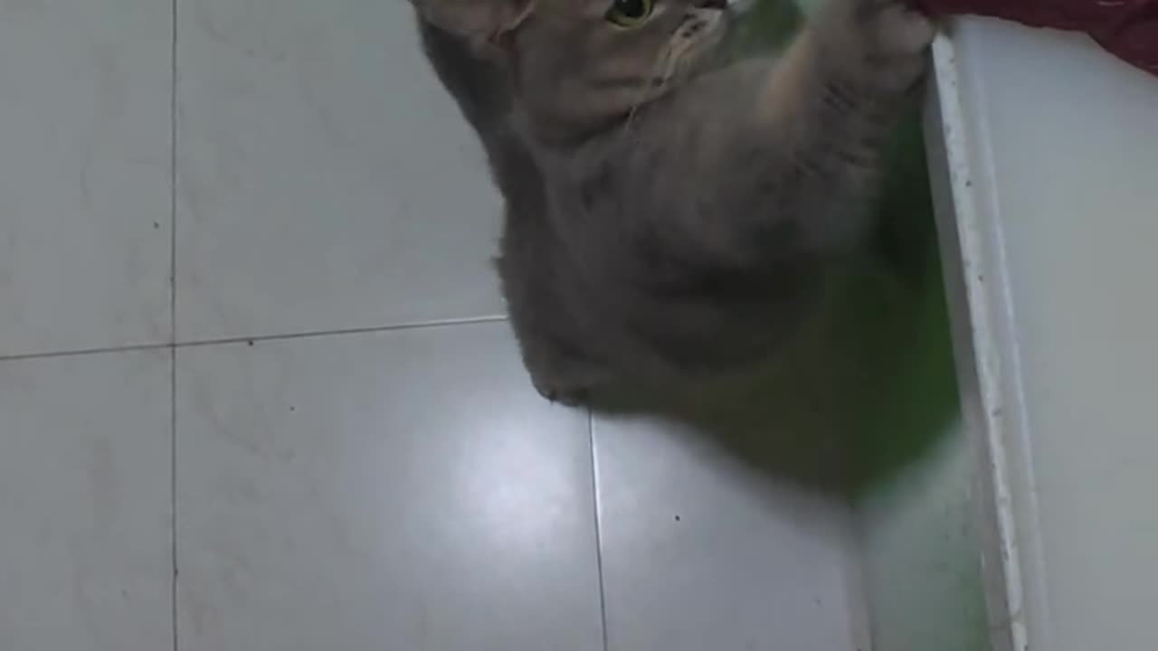 The kitten cannot eat raw meat.