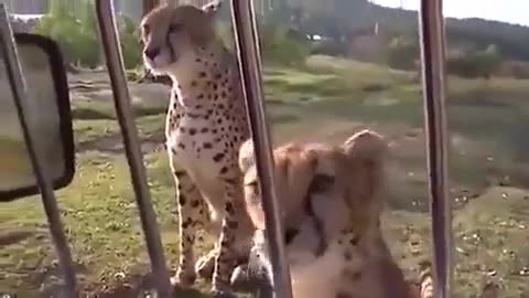 🤯✨ Cheetahs Don't Roar, They Meow Like Housecats! | FeedMyCuriosity