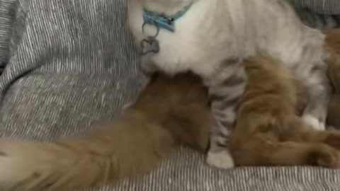 Cat Reacts to Interesting Smell