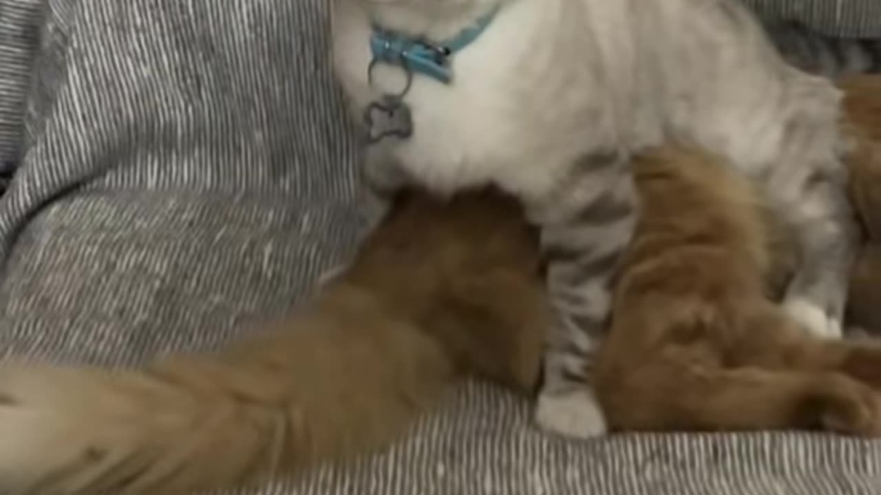 Cat Reacts to Interesting Smell