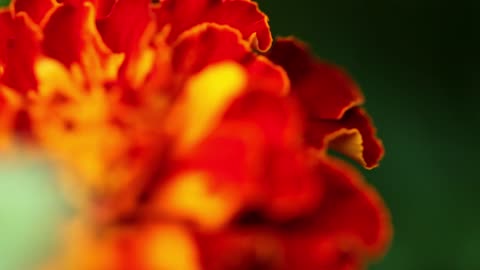 Rust en Schoonheid van de Natuur – Deel 11