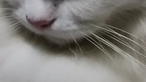 Cat cute funny animal