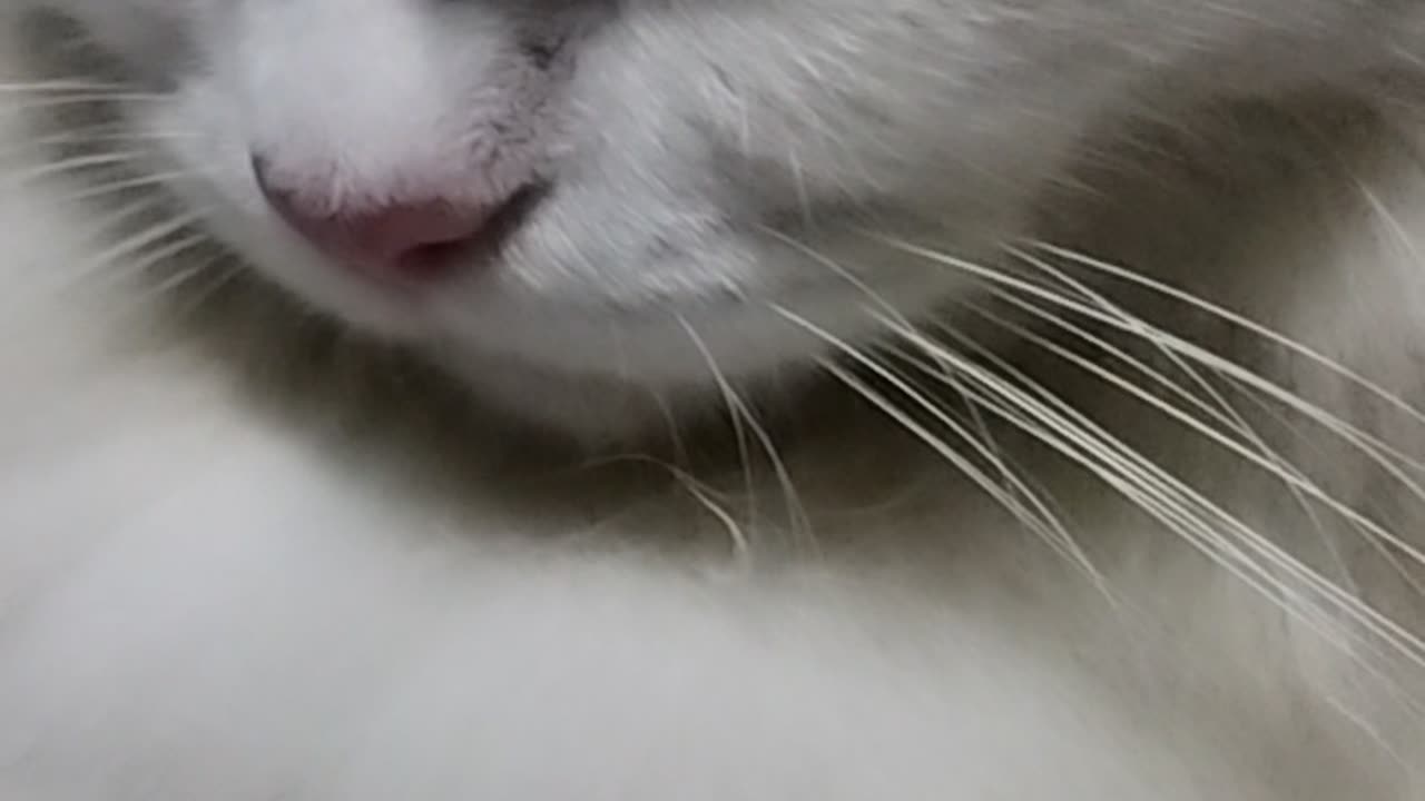 Cat cute funny animal