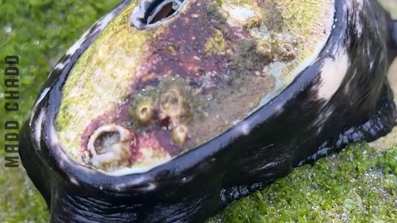 Amazing video