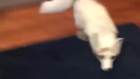 Cute Animals