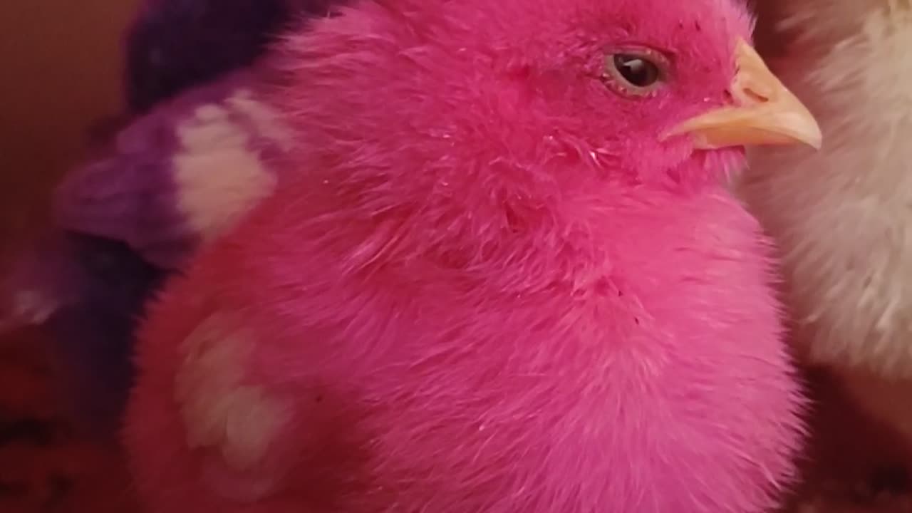 CC!