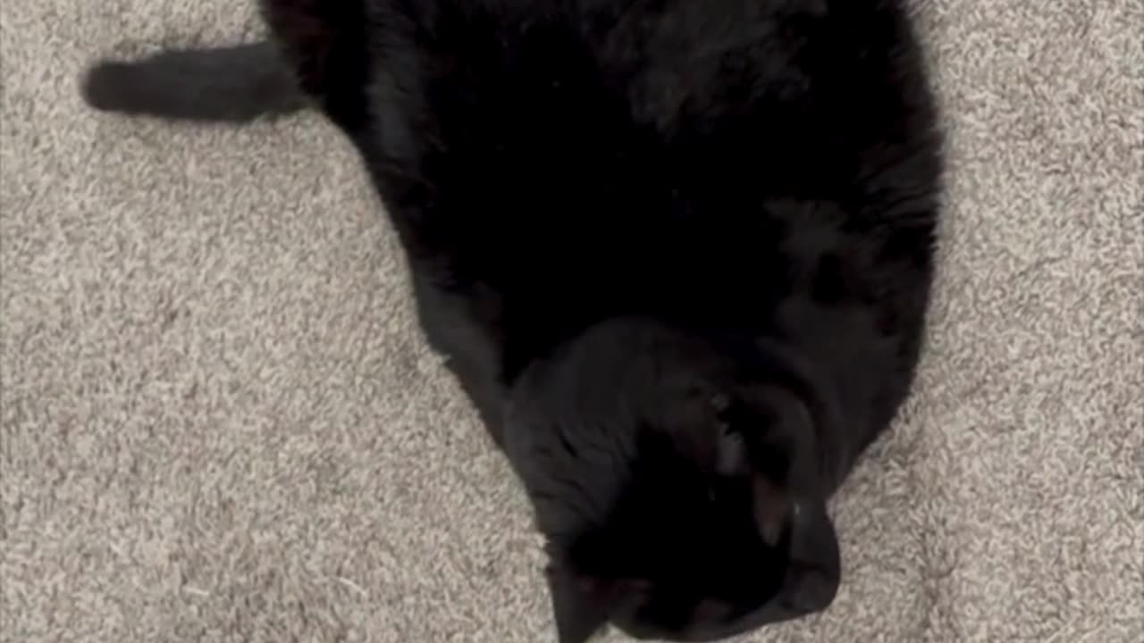 An Ariel View of a Loaf - My Adopted Shelter Cat Vlog #shorts