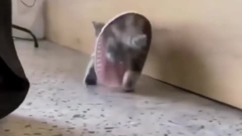 😂 Try not to laugh: kitten vs. cucumber showdown!