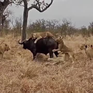 Aggressive Buffalo 🐃 👌