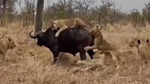 Aggressive Buffalo 🐃 👌