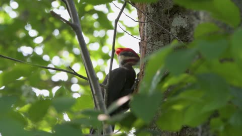 Pileated Woodpecker