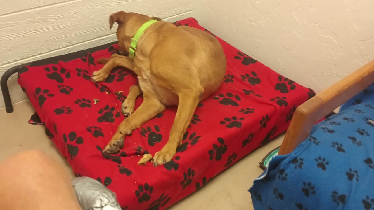 Chopper 2y A854679 Fantasma 3y A852517@TRN, in kennel 209 harrys haven PACC shelter_20250608_383