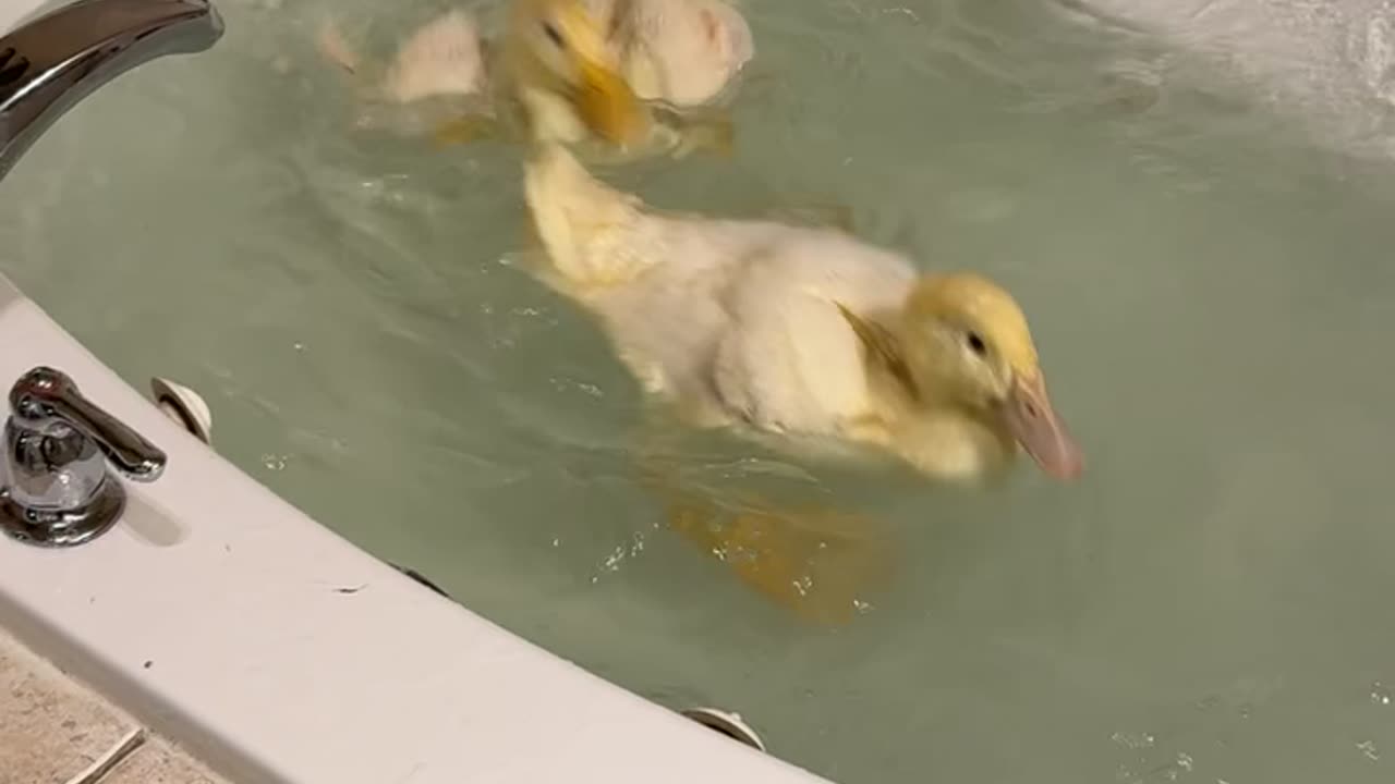 Ducks Splash Around During First Tub Swim