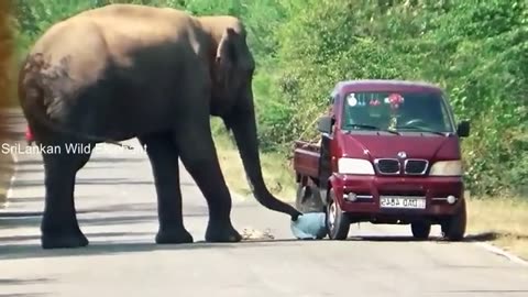 World Top 10 Shocking Elephant Attack.