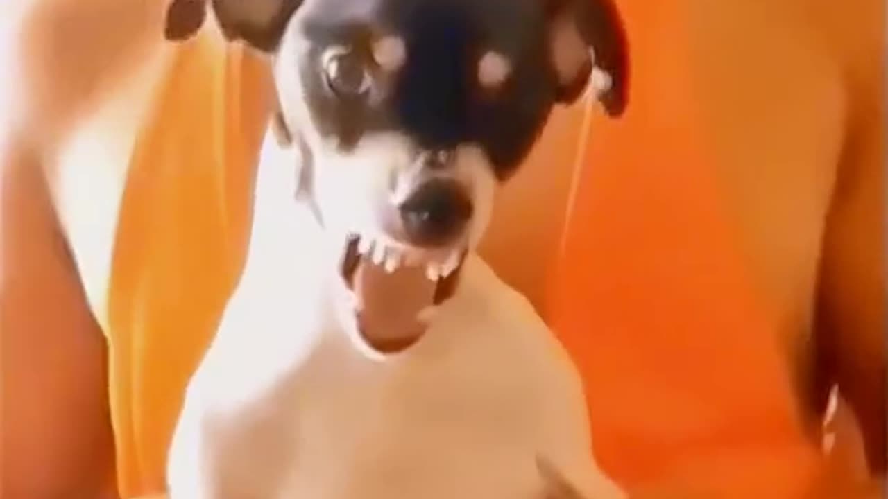 Funny Animals Compilations 06