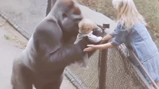 Gorilla can't attack on baby girl 😭