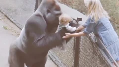 Gorilla can't attack on baby girl 😭