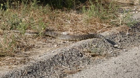 A Rattlesnake crossing the road.