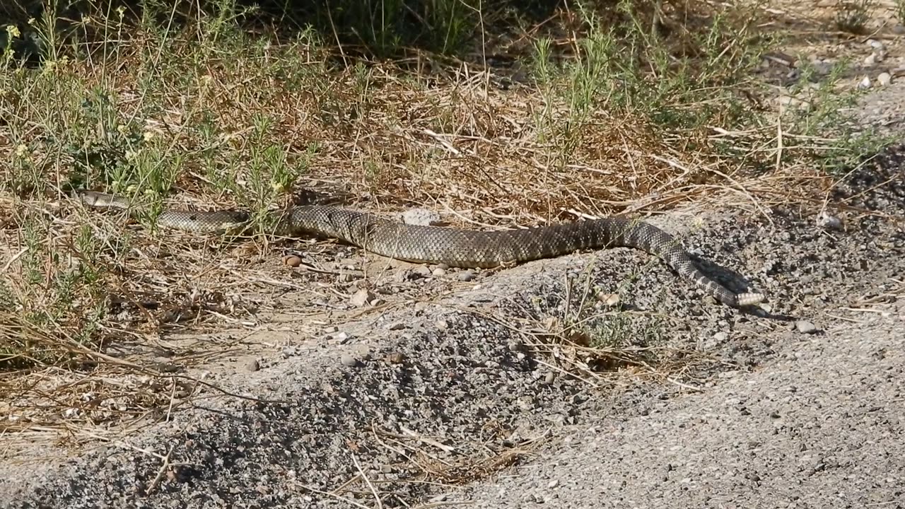 A Rattlesnake crossing the road.