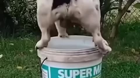Funny animal videos