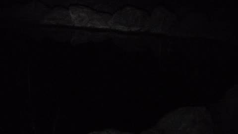 Bats flitting around pond