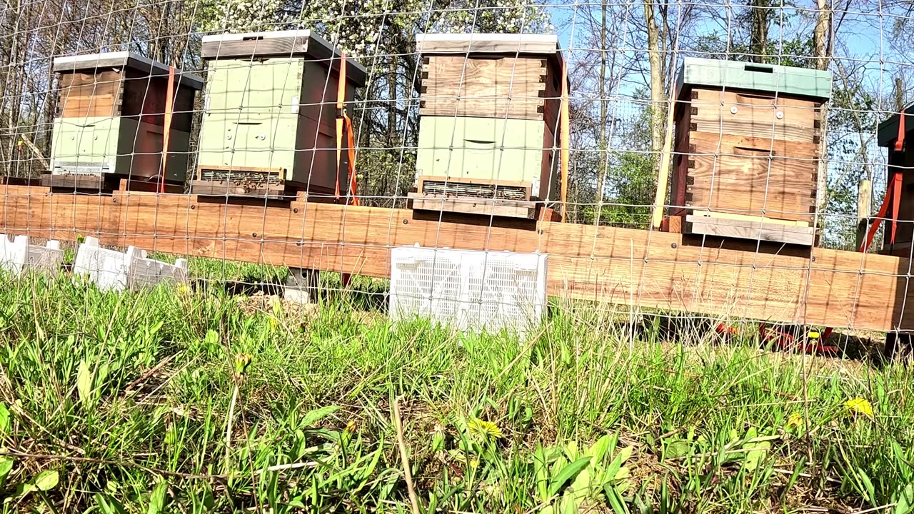 21+ Minutes of Honey Bees and Farm ASMR