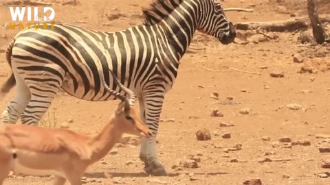 Wild Namibia ! Survival of the Fittest