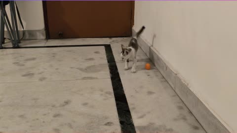 29th July Kitten Vlog Alt aka Meow'Si