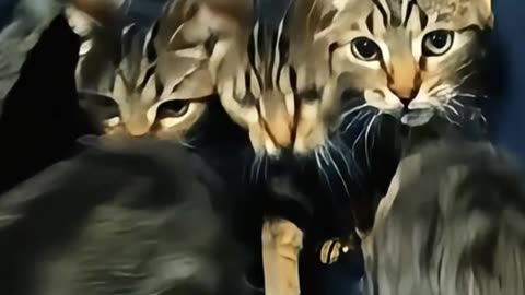 Microwave Prints TAIGER Cats Now #aicat