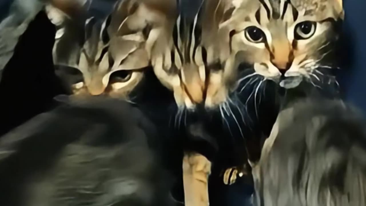 Microwave Prints TAIGER Cats Now #aicat