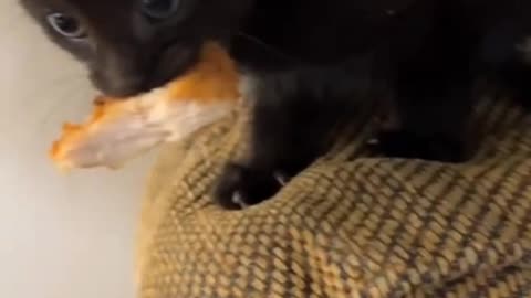 TRY NOT TO LAUGH