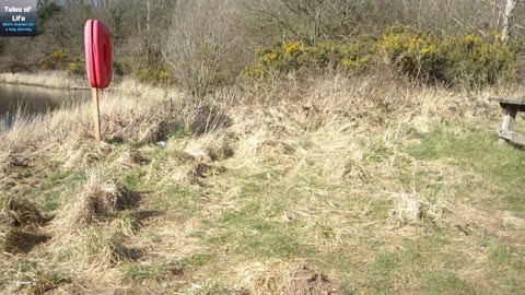 Longlands Lake Walk Cumbria