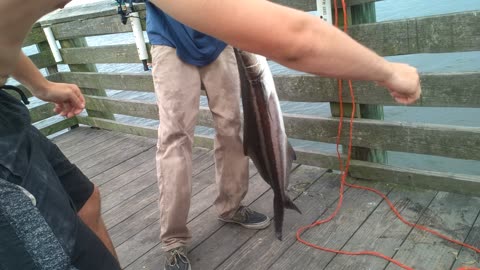 Large Cobia caught