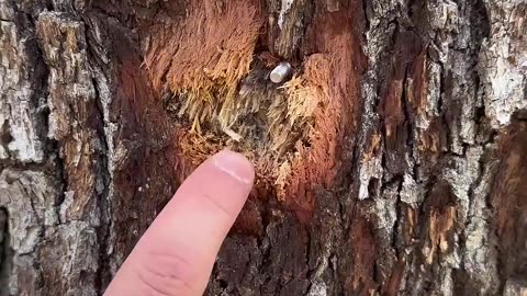 Tree vs 50 Cal Sniper Rifle