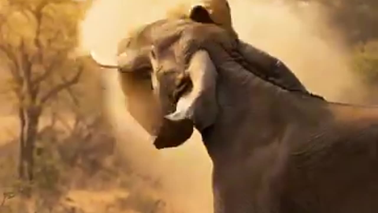 Lion and Elephant Fierce Fight 🦁🐘