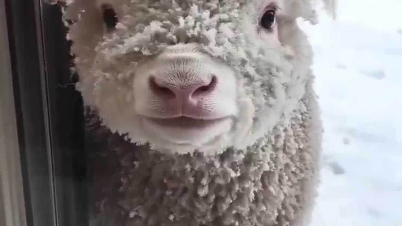 A baby sheep in the snow