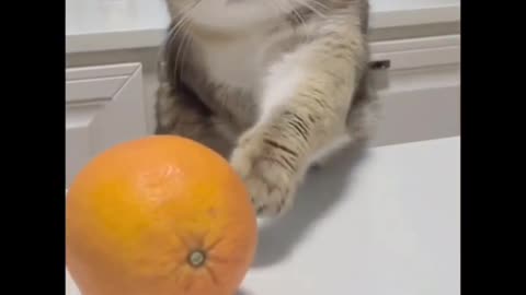 When your cat is your enemy lol