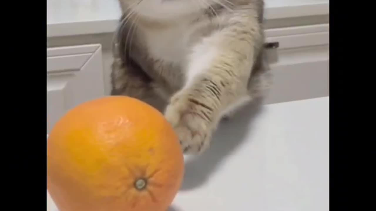 When your cat is your enemy lol