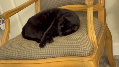 Cute Precious Piper Has Dreams of the Olympics - My Adopted Shelter Cat Vlog